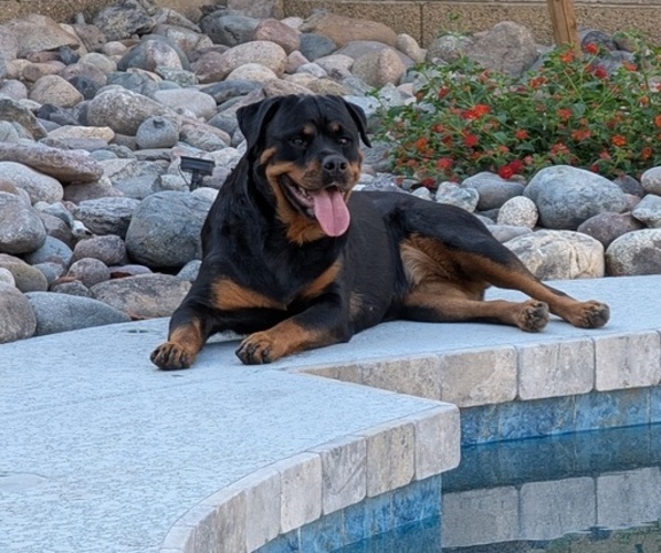 Medium Photo #1 Rottweiler Puppy For Sale in PHOENIX, AZ, USA