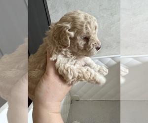 Poodle (Toy) Puppy for sale in MOUNT SOLON, VA, USA