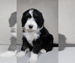 Sheepadoodle Litter for sale in KINGMAN, AZ, USA