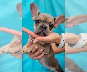 French Bulldog Dog for Adoption in WEST PALM BEACH, Florida USA