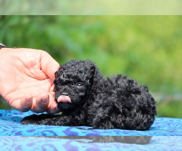 Medium Photo #1 Poodle (Toy) Puppy For Sale in DYERSBURG, TN, USA