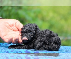 Poodle (Toy) Puppy for sale in DYERSBURG, TN, USA