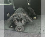 Small Border Terrier Mix