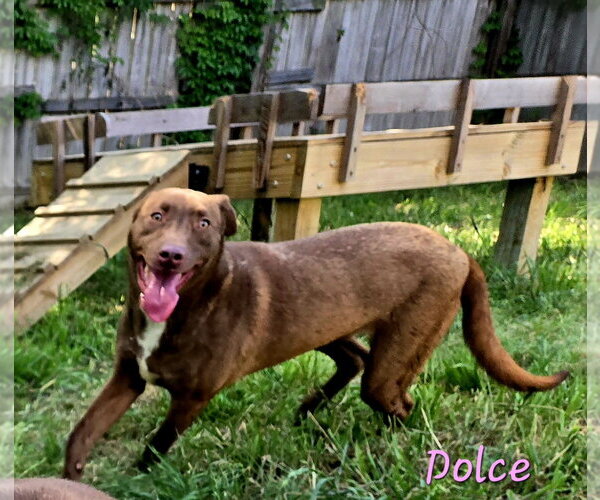 Medium Photo #2 Labrador Retriever-Unknown Mix Puppy For Sale in Jackson, MS, USA