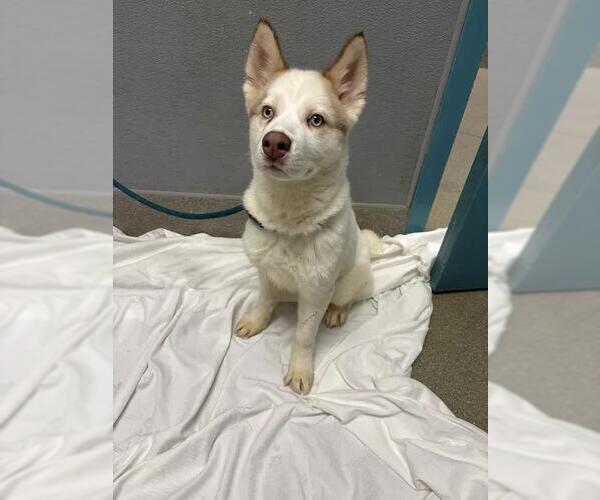 Medium Photo #1 Siberian Husky-Unknown Mix Puppy For Sale in Las Vegas, NV, USA