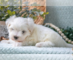 Small #1 Maltese