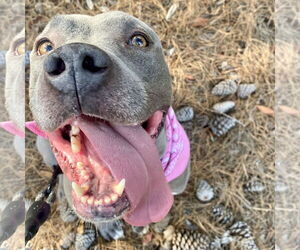 Gigi - Female American Staffordshire Terrier Dog for Adoption - Photo #5