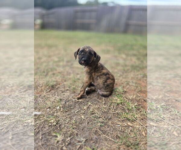 Medium Photo #5 Labrador Retriever-Unknown Mix Puppy For Sale in The Woodlands, TX, USA