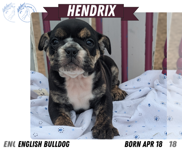 Medium Photo #9 English Bulldog Puppy For Sale in GOSHEN, IN, USA