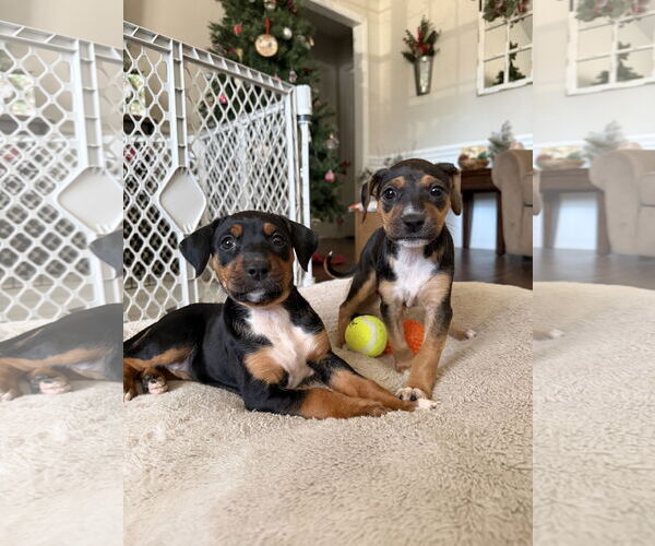 Medium Photo #10 Mutt Puppy For Sale in Holly Springs, NC, USA