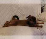 Small #5 Mutt