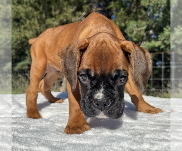 Medium Photo #14 Boxer Puppy For Sale in PAWNEE CITY, NE, USA
