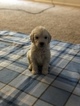Small #44 Goldendoodle