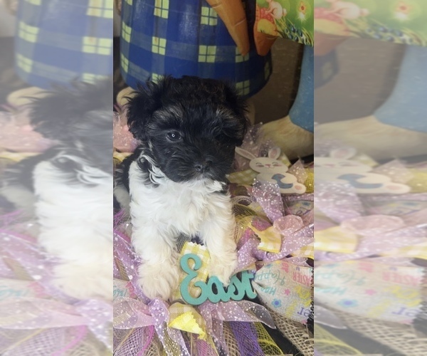 Medium Photo #1 Havanese Puppy For Sale in BUFORD, GA, USA