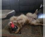 Small #10 Australian Shepherd-Chow Chow Mix