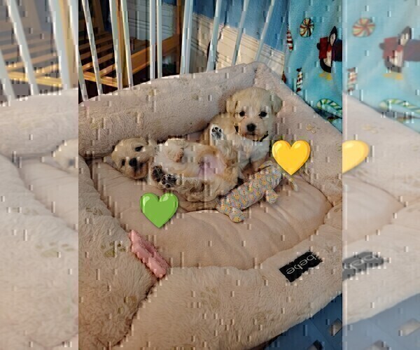 Medium Photo #9 Maltipoo (Miniature) Puppy For Sale in SAN ANTONIO, TX, USA