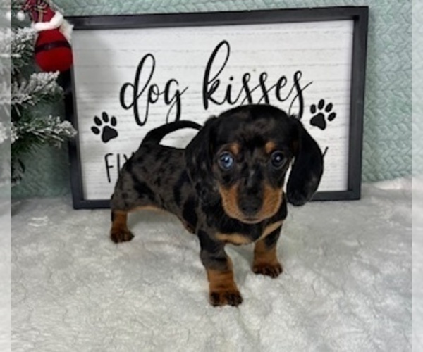 Medium Photo #3 Dachshund Puppy For Sale in GREENFIELD, IN, USA