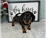 Small #2 Dachshund
