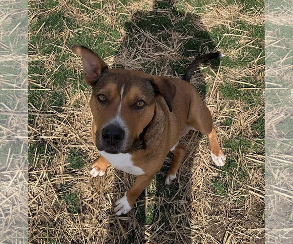 Medium Photo #13 American Pit Bull Terrier-Unknown Mix Puppy For Sale in Germantown, OH, USA