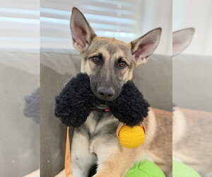 German Shepherd Dog Dogs for adoption in West Sacramento, CA, USA