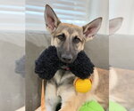 Joey - Male German Shepherd Dog Dog for Adoption - Small photo
