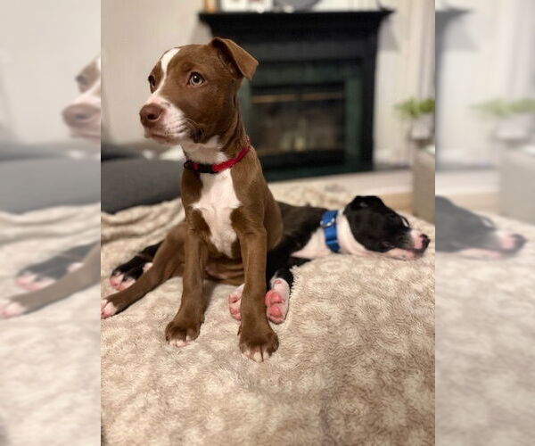 Medium Photo #4 American Pit Bull Terrier-Labrador Retriever Mix Puppy For Sale in Brewster, NY, USA