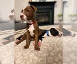Small #3 American Pit Bull Terrier-Labrador Retriever Mix