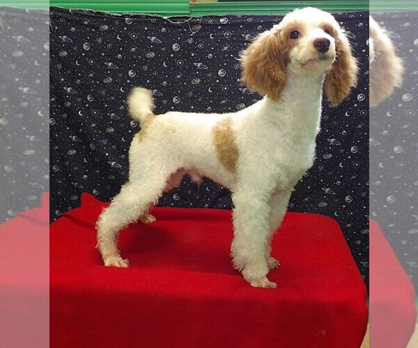 Medium Photo #2 Poodle (Toy) Puppy For Sale in PATERSON, NJ, USA