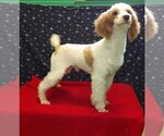 Small #1 Poodle (Toy)