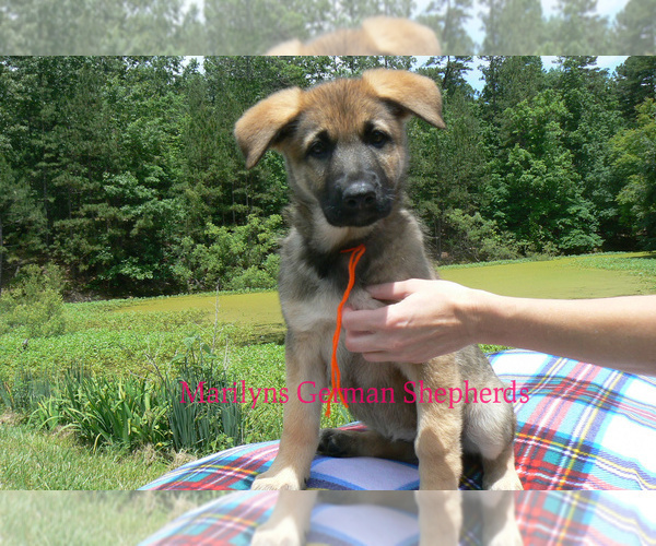 Medium Photo #4 German Shepherd Dog Puppy For Sale in PIEDMONT, MO, USA