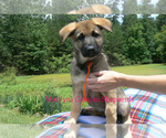 Small #3 German Shepherd Dog