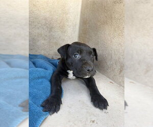 Mutt Dogs for adoption in Oklahoma City, OK, USA