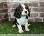 Small #9 Cavalier King Charles Spaniel