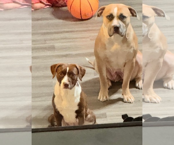 Medium Photo #4 Mutt Puppy For Sale in Germantown, OH, USA