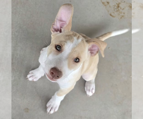 Medium Photo #6 Shepradors Puppy For Sale in Williamsburg, NM, USA