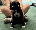 Puppy Emmy Boxer