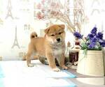 Small Photo #1 Shiba Inu Puppy For Sale in RENO, NV, USA
