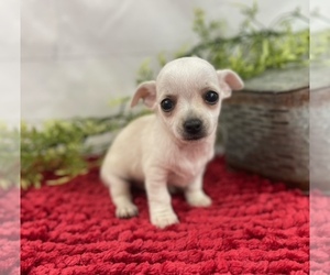 Chihuahua Puppy for sale in WAYNESVILLE, MO, USA