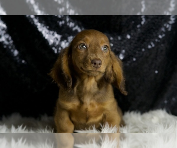Medium Photo #7 Dachshund Puppy For Sale in WARSAW, IN, USA