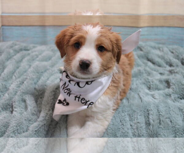 Medium Photo #6 Mountain Cur-Unknown Mix Puppy For Sale in New London, WI, USA