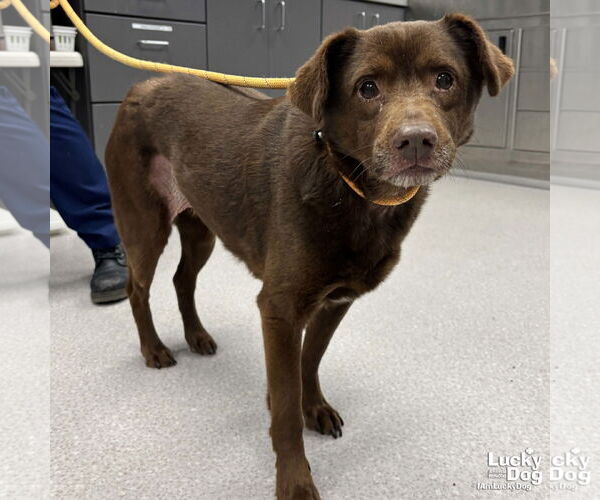 Medium Photo #1 Labbe Puppy For Sale in Washington, DC, USA