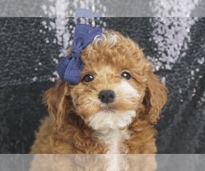 Poodle (Miniature) Litter for sale in WARSAW, IN, USA