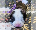 Puppy Lavender Collar Alapaha Blue Blood Bulldog