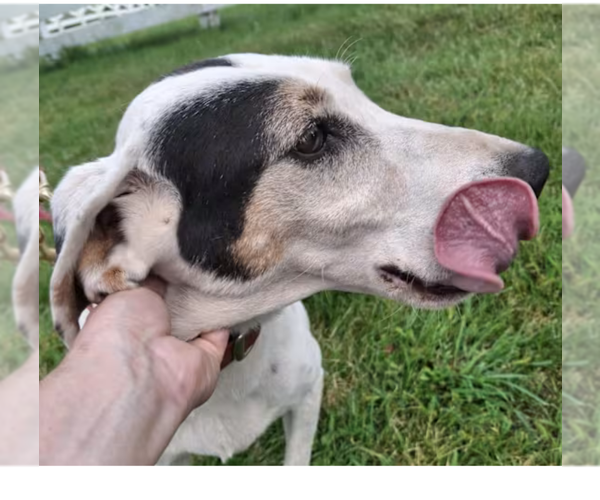 Medium Photo #3 English Coonhound-Treeing Walker Coonhound Mix Puppy For Sale in Westminster, MD, USA