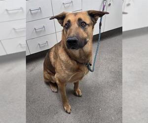 German Shepherd Dog Dogs for adoption in HESPERIA, CA, USA