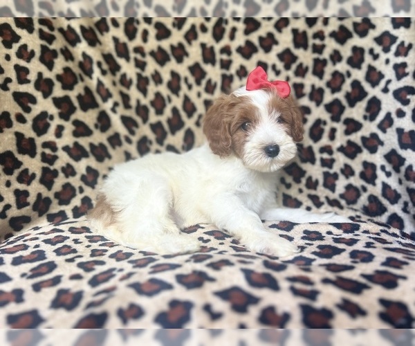 Medium Photo #3 Cavapoo Puppy For Sale in LAKELAND, FL, USA