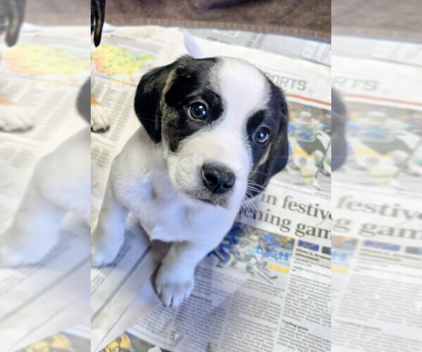 Medium Photo #1 Beagle-Unknown Mix Puppy For Sale in House Springs, MO, USA