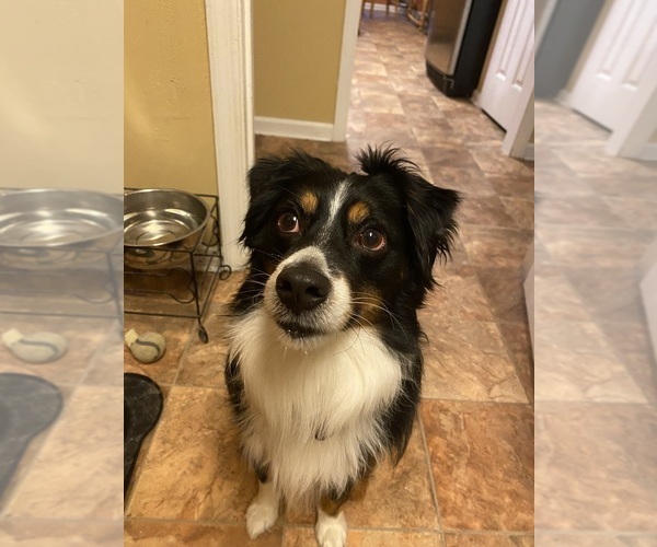 Medium Photo #1 Australian Shepherd Puppy For Sale in TALLAHASSEE, FL, USA