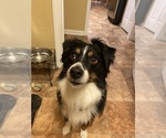 Small Photo #1 Australian Shepherd Puppy For Sale in TALLAHASSEE, FL, USA