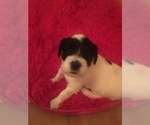 Small Photo #2 Portuguese Water Dog Puppy For Sale in BROOKFIELD, WI, USA